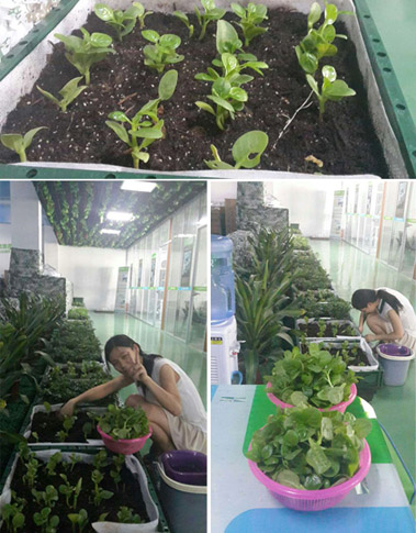 凯发K8节能科技的同事在公司快乐摘菜中